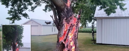 درختی که در اثر برخورد صاعقه ای با دمای ۱۰ برابر سطح خورشید از داخل می سوزد + ویدیو