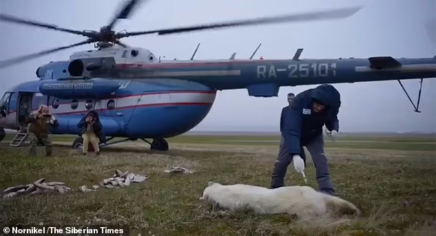 نجات خرس قطبی که به خاطر گیر کردن زبانش در قوطی به دنبال کمک انسان‌ها بود + ویدیو