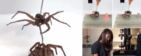 تبدیل عنکبوت های مرده به ربات های زامبی چنگک دار توسط دانشمندان + ویدیو