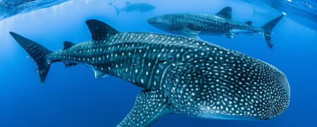 کشف جدید و عجیب دانشمندان: بزرگ ترین کوسه جهان گوشتخوار نیست