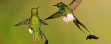 ۳۵ واقعیت باورنکردنی در مورد عجایب حیات وحش که شما را شگفت زده خواهند کرد