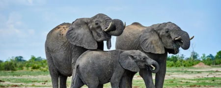 کشف تازه دانشمندان؛ «کلید درمان سرطان در دست فیل هاست»