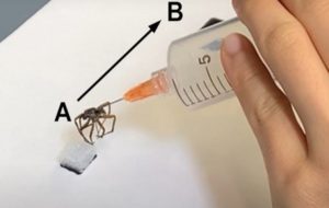 تبدیل عنکبوت های مرده به ربات های زامبی چنگگ دار
