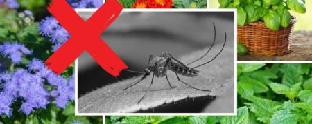 با نگهداری این ۴ گیاه ضد پشه در آپارتمان‌تان شب ها راحت بخوابید