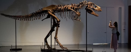 حراج اسکلت گورگوساروس ۷۷ میلیون ساله با قیمتی فضایی به یک خریدار ناشناس