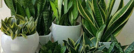 علت زرد شدن برگ سانسوریا چیست و چطور آن را درمان کنیم؟