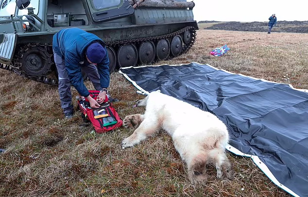 نجات خرس قطبی که به خاطر گیر کردن زبانش در قوطی به دنبال کمک انسان‌ها بود + ویدیو