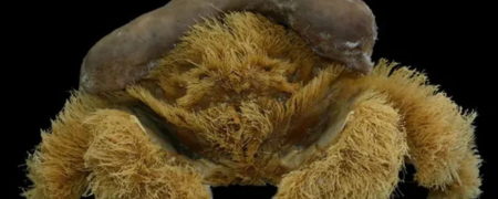 کشف گونه ترسناک جدیدی از خرچنگ که بدنش پوشیده از مو است