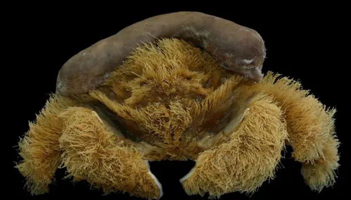 کشف گونه ترسناک جدیدی از خرچنگ که بدنش پوشیده از مو است