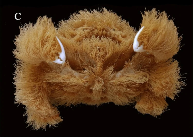 کشف یک گونه خرچنگ پشمالوی ترسناک در استرالیا