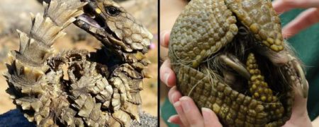 با مارمولک آرمادیلو آشنا شوید؛ شبیه ترین حیوان به یک اژدهای واقعی