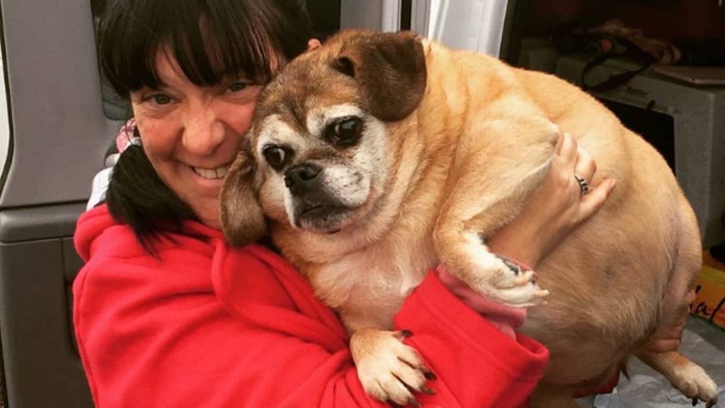 برنامه کاهش وزن ۲۲,۰۰۰ دلاری برای سگ چاقی که نمی توانست سر پا بایستد