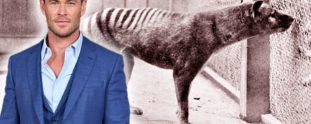 از مرگ برگشته؛ ببر منقرض شده تاسمانی به کمک کریس همسورث زنده می شود