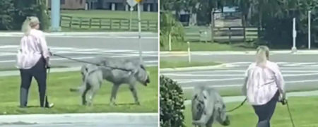 حیوان خانگی عظیم الجثه ای که همه را به یاد گرگینه جان اسنو انداخته است + ویدیو