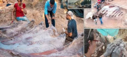 بزرگترین دایناسور ساروپود اروپا در حیاط خانه ای در پرتغال کشف شد