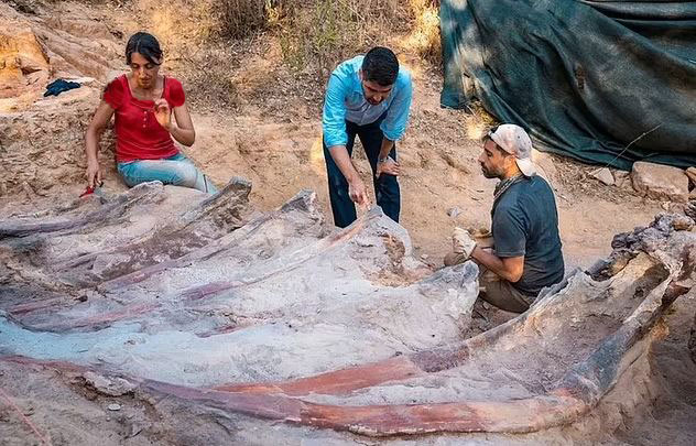 فسیل تازه کشف شده در پرتغال متعلق به کدام دایناسور است؟