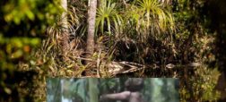 تنهاترین مرد جهان درگذشت؛ پیدا شدن جسد آخرین مرد قبیله بدوی آمازون + ویدیو