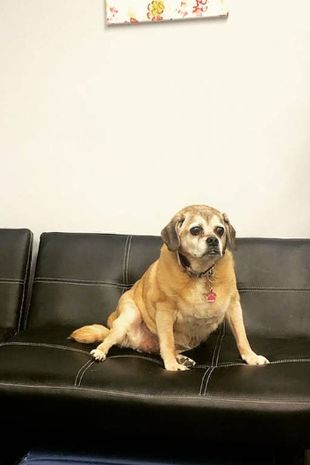 سگ چاق با رژیم 22,000 دلاری نجات یافت