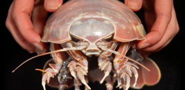 کشف یک خرخاکی دریایی عظیم الجثه در اعماق خلیج مکزیک