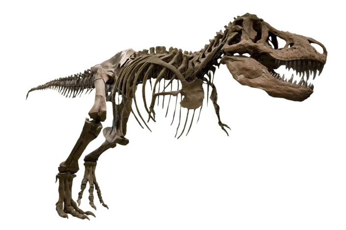 هل من الممكن إعادة تكوين الديناصورات من حمضها النووي؟