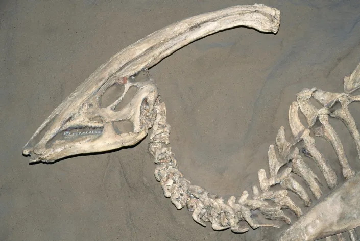 بازسازی دایناسورها از روی DNA آنها ممکن است؟
