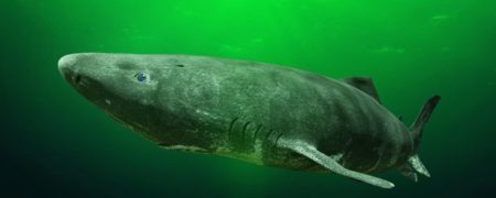 کوسه غول پیکر نیمه نابینای باستانی با ۵۰۰ سال عمر که شاهد تاسیس آمریکا بوده است