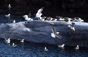 تصاویر هولناک صید نهنگ های باله ای در ایسلند بپس از چهار سال توقف