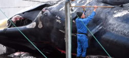 تصاویر هولناک از قتل عام نهنگ های باله ای در ایسلند بعد از چهار سال توقف صید