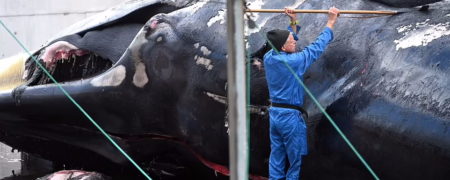 تصاویر هولناک از قتل عام نهنگ های باله ای در ایسلند بعد از چهار سال توقف صید