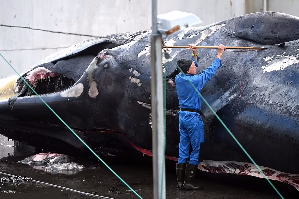 تصاویر هولناک از قتل عام نهنگ های باله ای در ایسلند بعد از چهار سال توقف صید