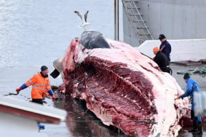 تصاویر هولناک صید نهنگ های باله ای در ایسلند بپس از چهار سال توقف