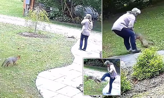 جدال نفسگیر زن نیویورکی با روباه مبتلا به هاری در حیاط خانه اش + ویدیو