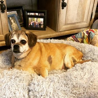 سگ چاق با رژیم 22,000 دلاری نجات یافت