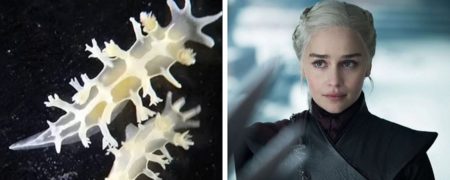 گونه های جانوری که به نام شخصیت های سریال «بازی تاج و تخت» نامگذاری شدند