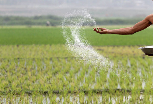 رده بندی برترین کشورهای تولیدکننده برنج در جهان