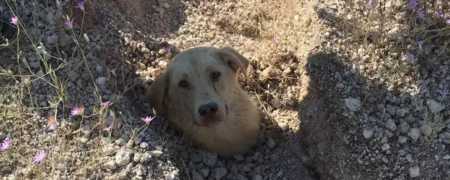 ضجه‌های سگ مادر برای نجات جان توله‌های مدفون شده‌اش زیر خاک + ویدیو