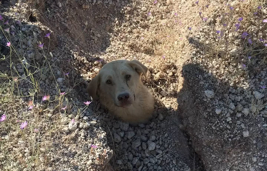 ضجه‌های سگ مادر برای نجات جان توله‌های مدفون شده‌اش زیر خاک + ویدیو