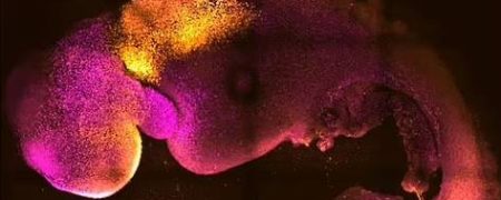 برای اولین بار جنین مصنوعی با مغز و قلب تپنده از سلول های بنیادی موش رشد کرد