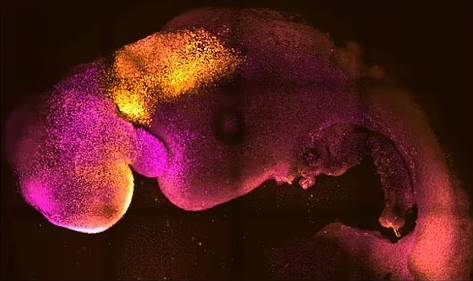 برای اولین بار جنین مصنوعی با مغز و قلب تپنده از سلول های بنیادی موش رشد کرد