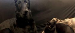 گربه راهنما راهی برای حرف زدن با سگ نابینا پیدا کرده است