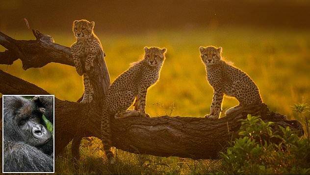 عکس های فوق العاده زیبا از حیوانات برای کمک به پارک های آفریقایی به فروش می‌رسند + تصاویر