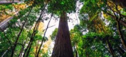 هایپریون؛ بازدید از بلندترین درخت زنده جهان ممنوع شد