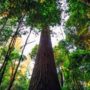 هایپریون؛ بازدید از بلندترین درخت زنده جهان ممنوع شد