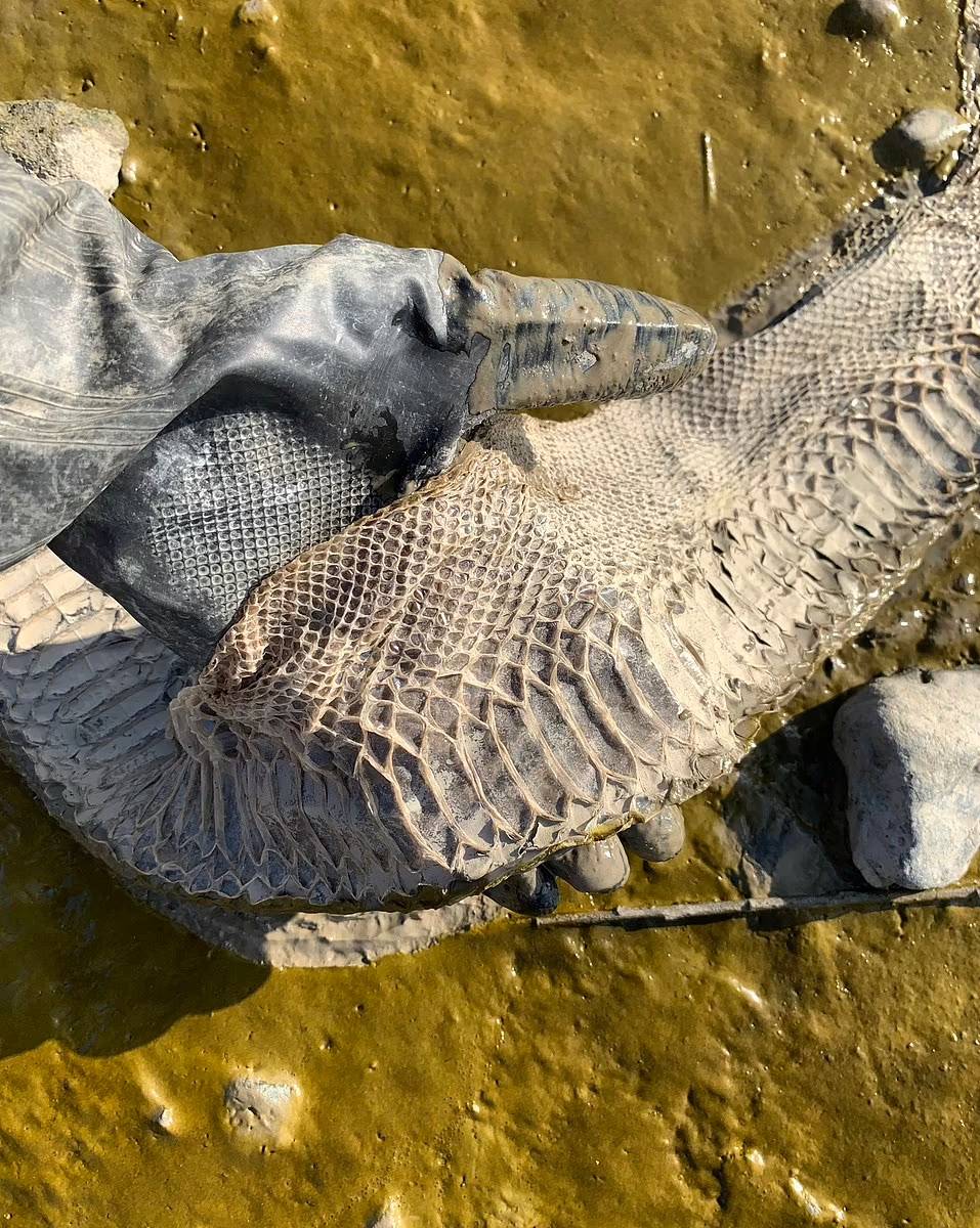 ماجرای پوست مار بوآ در ساحل رودخانه تیمز چیست؟ 