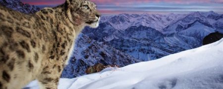 عکس های شگفت انگیز برگزیدگان مسابقه عکاس سال طبیعت ۲۰۲۲ منتشر شد + تصاویر