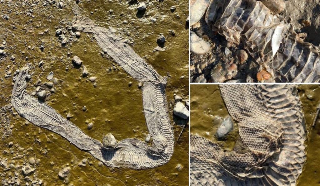 پوست یک مار بوآ ۱.۵ متری در حاشیه رود تیمز پیدا شد + تصاویر