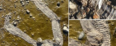 پوست یک مار بوآ ۱.۵ متری در حاشیه رود تیمز پیدا شد + تصاویر