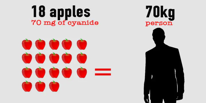 خوردن چند دانه سیب کشنده است؟