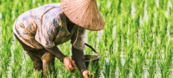 این  ۱۰ کشور بزرگ ترین تولید کنندگان برنج در سطح جهان هستند