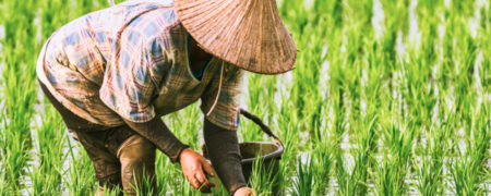 این  ۱۰ کشور بزرگ ترین تولید کنندگان برنج در سطح جهان هستند